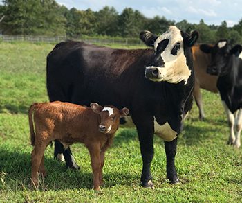 Cow with calf