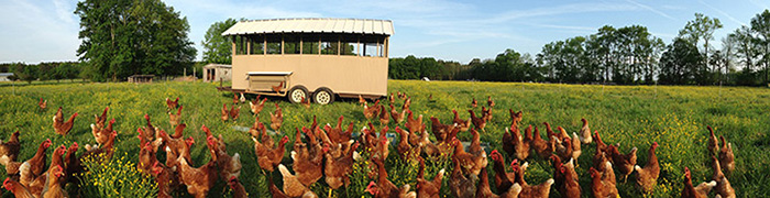 chickens on
                pasture